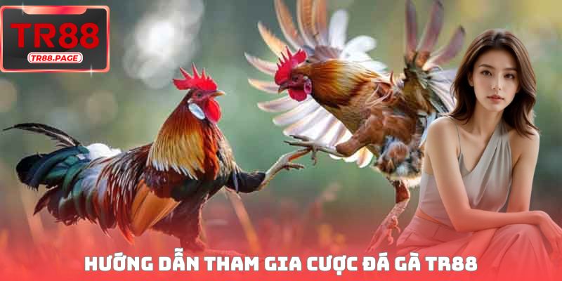 Hướng dẫn tham gia cược đá gà TR88